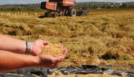 Projetos de irrigação em Alagoas produziram cerca de 89,3 mil toneladas de itens agrícolas em 2023