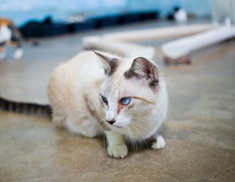Feira de adoção de animais volta ao Jaraguá neste sábado, 17