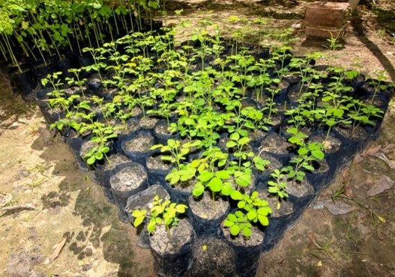 Semana do Meio Ambiente mobiliza capital e interior de AL com ações de sustentabilidade