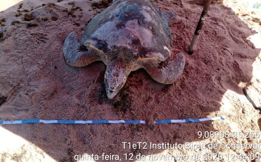 Tartaruga marinha encalha ferida e morre em Japaratinga