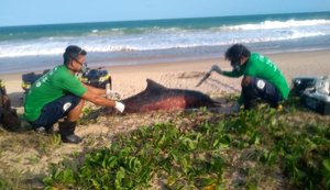Biota registra mais de 600 encalhes de animais marinhos