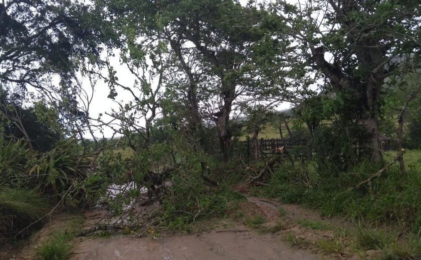 Árvore cai e deixa interditada estrada de povoado que dá acesso a Paulo Jacinto