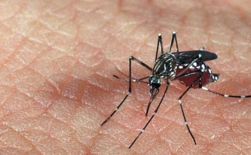 Contágio pelo Aedes cai 98% comparado ao mesmo período de 2016