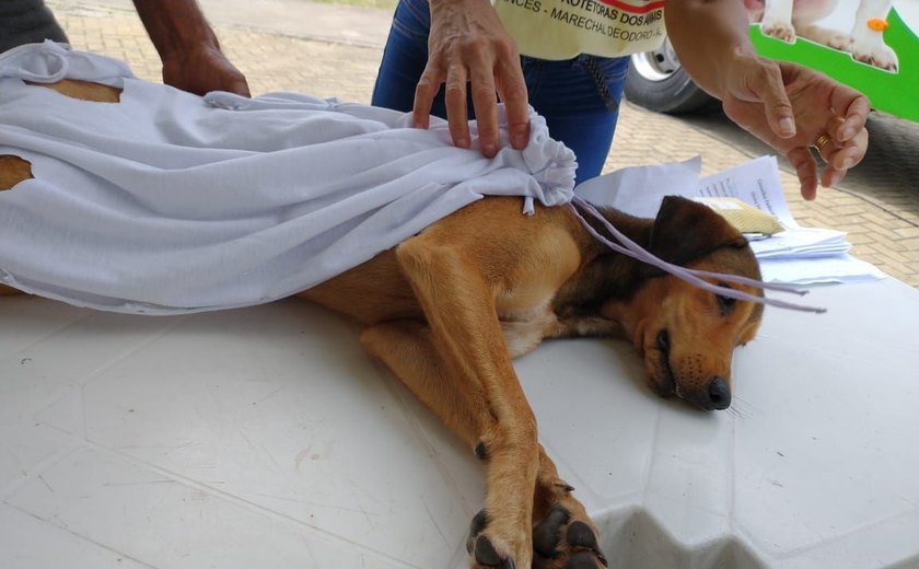 ONG inicia castração de animais de rua e domiciliados com famílias de baixa renda