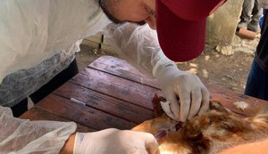 Adeal inicia segunda fase da sorologia de aves de subsistência