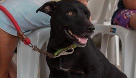 Veterinários alertam sobre medidas preventivas para evitar carrapatos e pulgas