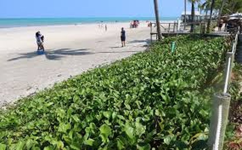 Uma obra que salvou um trecho de praia e devolveu a restinga em Ipioca