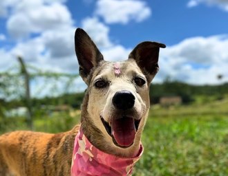 Focinho Responsável promove evento Viva Pet – Integrando Vidas