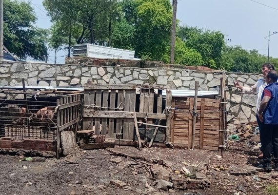Pocilgas no bairro da Levada são notificadas pela Vigilância Sanitária