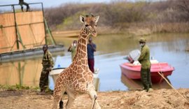 Voluntários resgatam girafas presas em ilha inundada