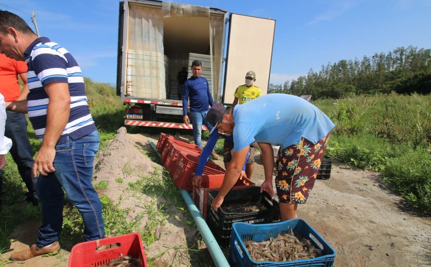 Agreste se destaca com cultivo de camarão do mar em cativeiro