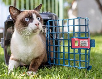 SOS Pet Pinheiro promove campanha de conscientização e adoção responsável no Maceió