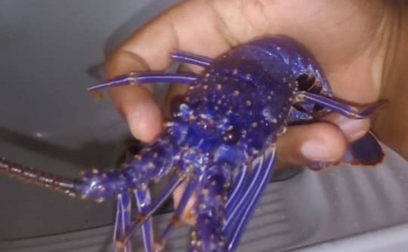Pesca da lagosta azul traz à tona discussão sobre preservação da lagosta em Alagoas
