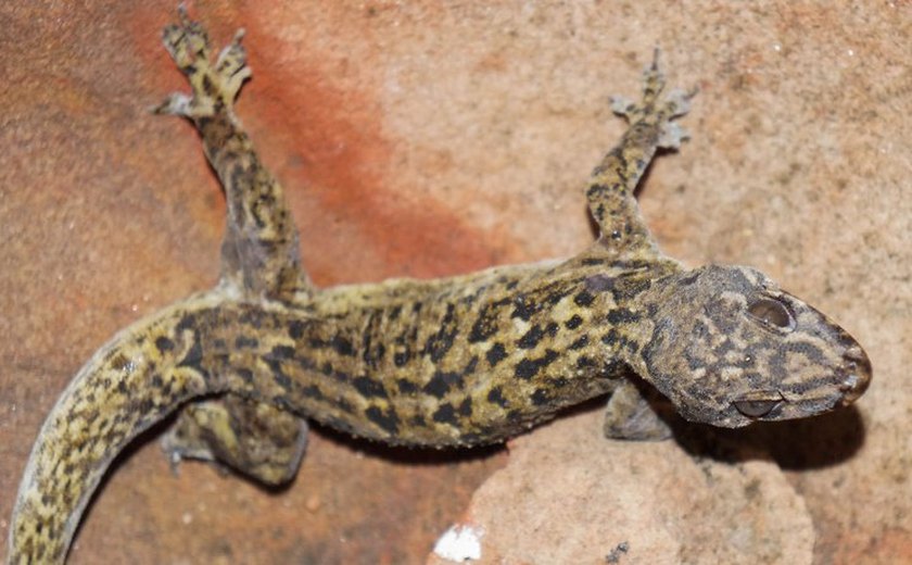 Pesquisadores da Ufal registram novas espécies de lagartixas nativas do Nordeste