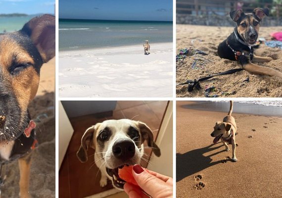 Destinos se dedicam a oferecer conforto e bem-estar a animais de estimação