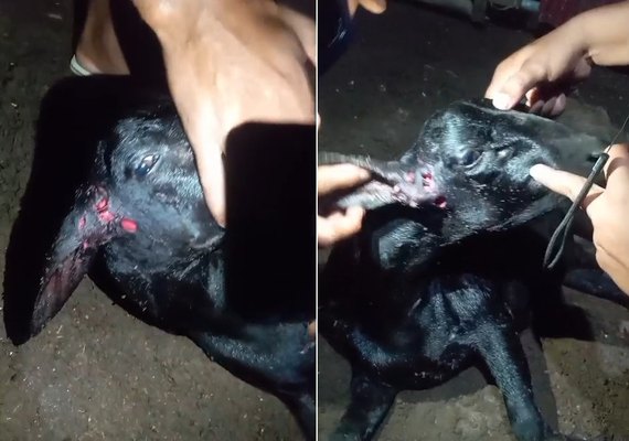 Mais um ataque misterioso a animal no interior de Alagoas