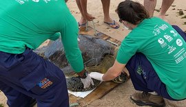 Tartaruga encalha na Praia de Ipioca e é socorrida pelo Biota