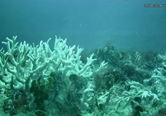 Edital do BNDES destina R$ 43 milhões para proteção de ilhas oceânicas