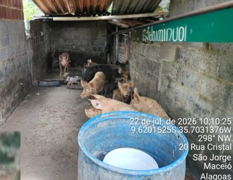 Fiscalização do Iplam fecha pocilga no São Jorge