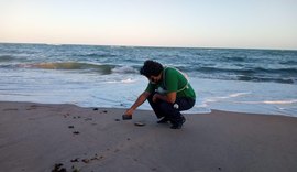 Instituto Biota realiza soltura de filhotes de tartarugas na praia de Riacho Doce