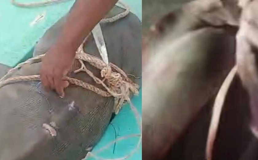 Vísceras encontradas na praia de Pajuçara chamam atenção e levantam suspeita de ligação com tubarão-tigre