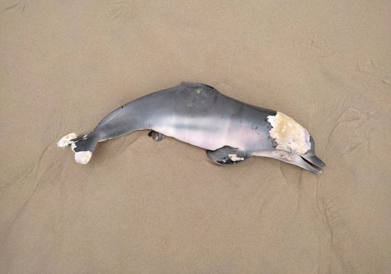 Filhote de Golfinho é encontrado morto na Praia do Francês