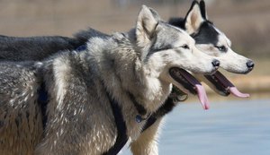 Abrigos culpam 'Game of Thrones' por aumento no abandono de huskies