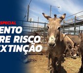 Jumento corre risco de extinção no Nordeste