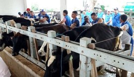 Expo Bacia Leiteira oferece curso de inseminação artificial de bovinos