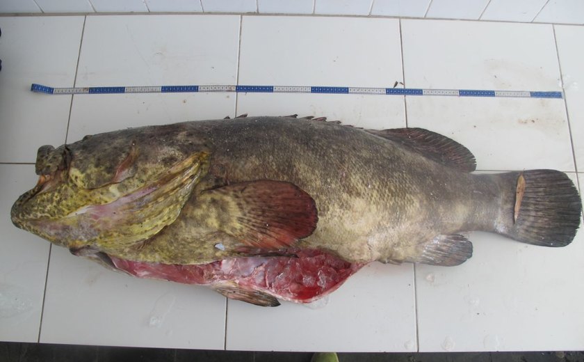 IBAMA apreende peixe Mero, ameaçado de extinção, em peixaria de Salvador