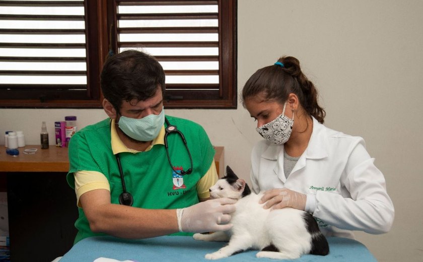 Programa de cuidado de animais garante vacinação de 100 felinos em um dia de campanha