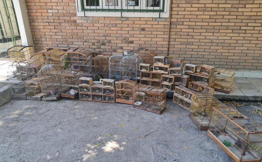 Quase 200 aves ameaçadas de extinção são resgatadas durante Operação Feira Livre
