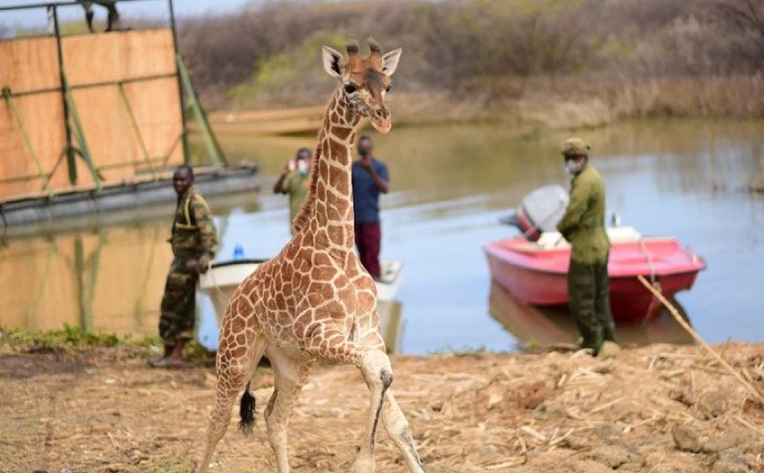 Voluntários resgatam girafas presas em ilha inundada