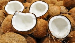 Renan Filho assina decreto que valoriza produção de coco alagoana
