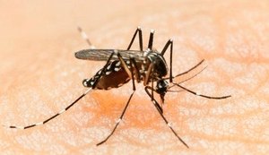 Governo federal convoca população de Alagoas para combater o Aedes aegypti