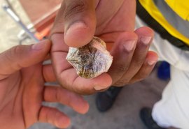 PM de Alagoas adota recomendação do MP sobre porte de cannabis para uso pessoal