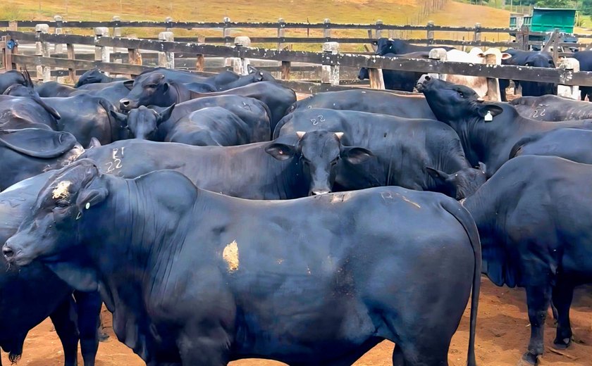 Boitel Pindorama abre mercado internacional com primeira exportação de animais hospedados