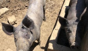 Adeal libera trânsito de suínos em Alagoas oriundos de estados livres da PSC
