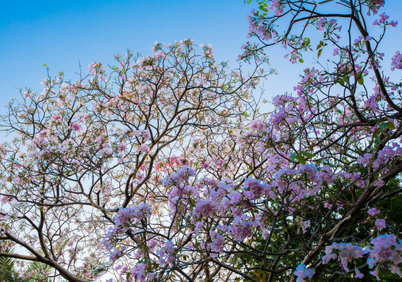 Primavera começa oficialmente no Brasil neste domingo (22)