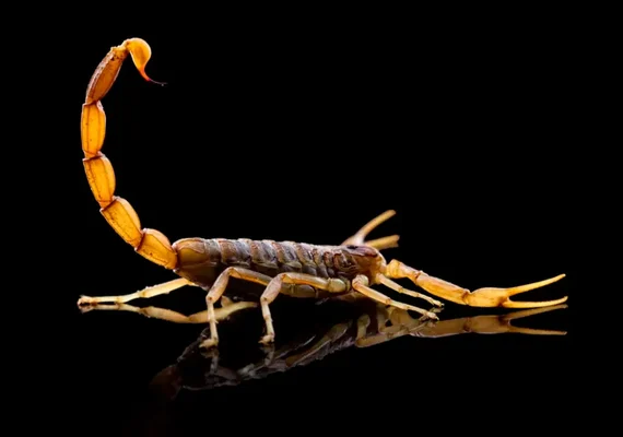 Casos de picada de escorpião devem crescer em agosto