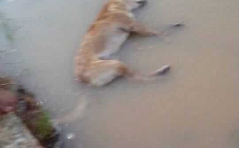 Cão morre eletrocutado em praça movimentada de São Miguel dos Campos