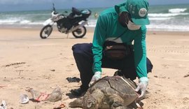 De janeiro a abril 634 tartarugas marinhas encalharam no litoral alagoano