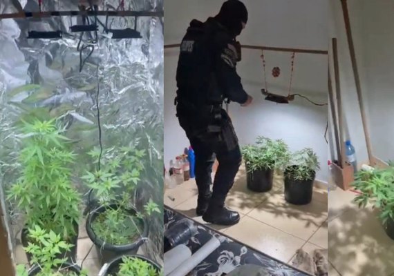 PM desmonta esquema de tráfico de drogas em Delmiro Gouveia e  descobre até estufa de maconha