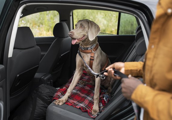 Você sabe transportar animais de estimação corretamente? Detran orienta condutores