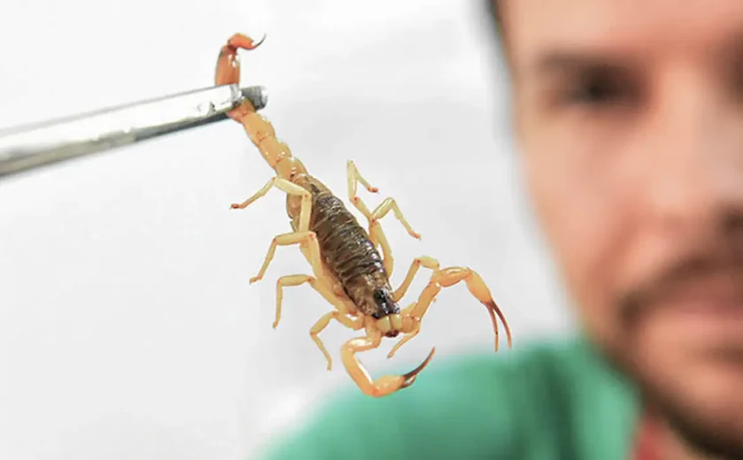 Crianças são mais vulneráveis a envenenamento por picada de escorpião