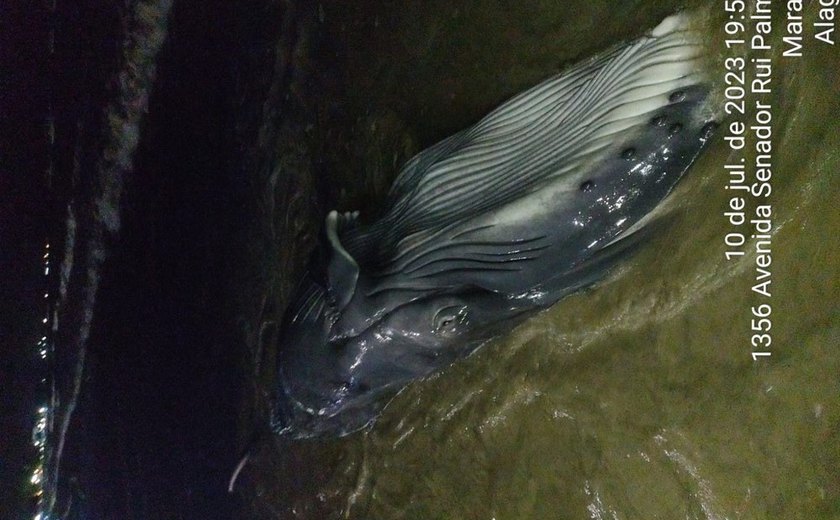 Filhote de baleia morre em praia de Maragogi
