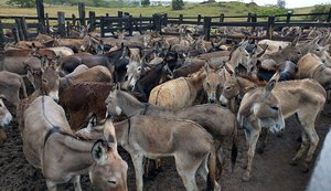Justiça proíbe o abate de jumentos na Bahia após casos de maus-tratos