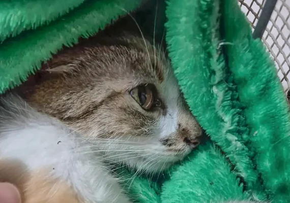 Mulher é presa após arremessar gata do 12º andar de prédio em Curitiba