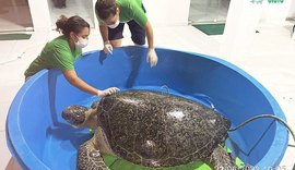 Tartaruga-verde de mais de 1 metro é resgatada após encalhar em Passo de Camaragibe