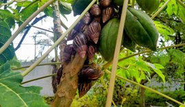 Saúde alerta para alta incidência de caramujos africanos na quadra chuvosa